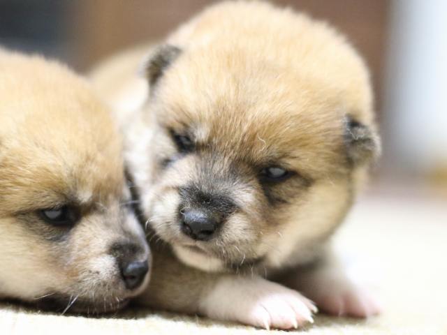 FP5A1415-puppy FP5A1415-puppy