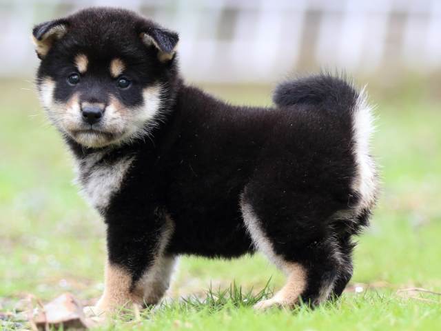 FP5A1442-puppy FP5A1442-puppy