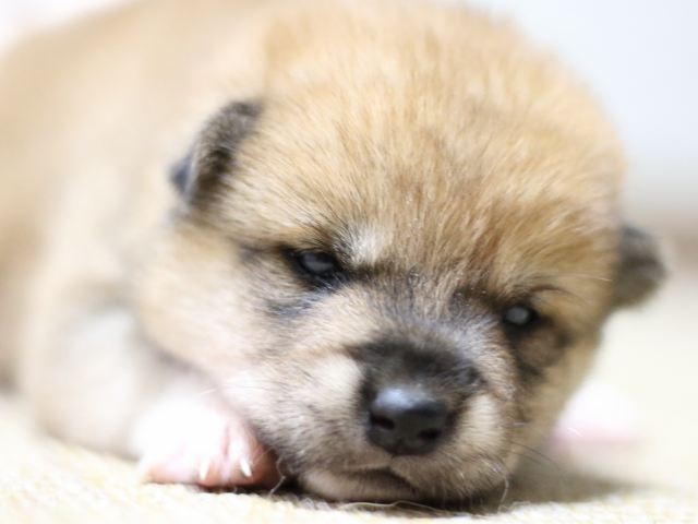 FP5A1450-puppy FP5A1450-puppy