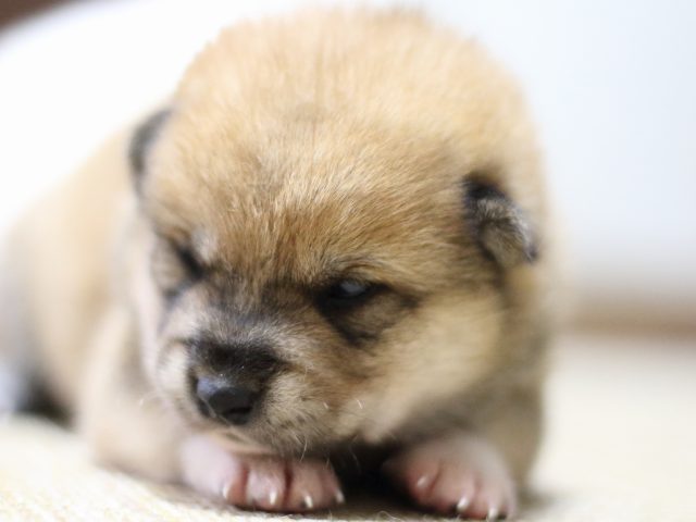 FP5A1460-puppy FP5A1460-puppy
