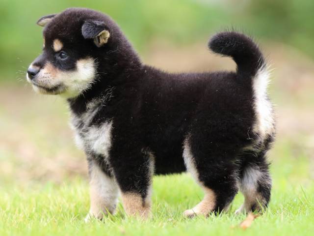 FP5A1469-puppy FP5A1469-puppy