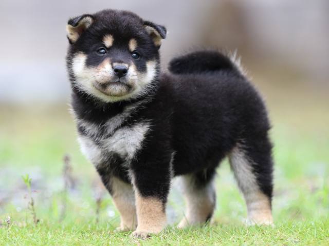 FP5A1519-puppy FP5A1519-puppy