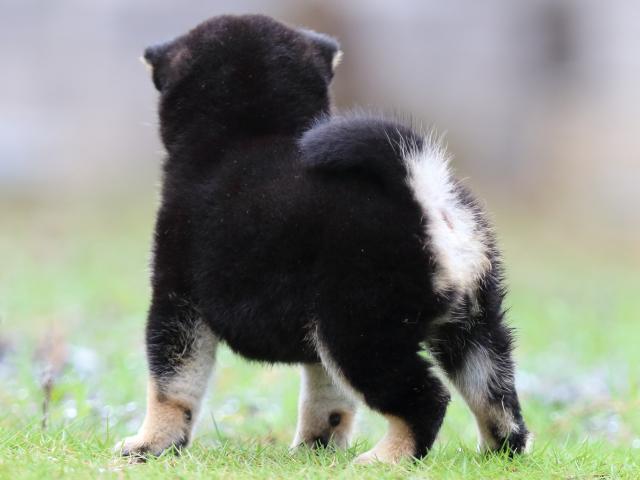 FP5A1527-puppy FP5A1527-puppy