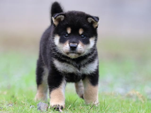 FP5A1534-puppy FP5A1534-puppy