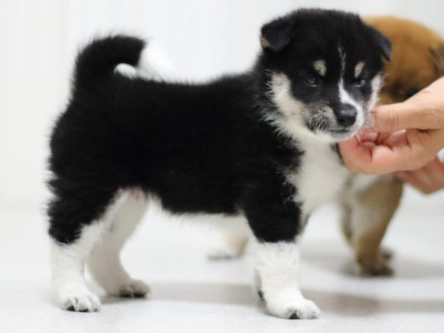 FP5A1550-puppy FP5A1550-puppy
