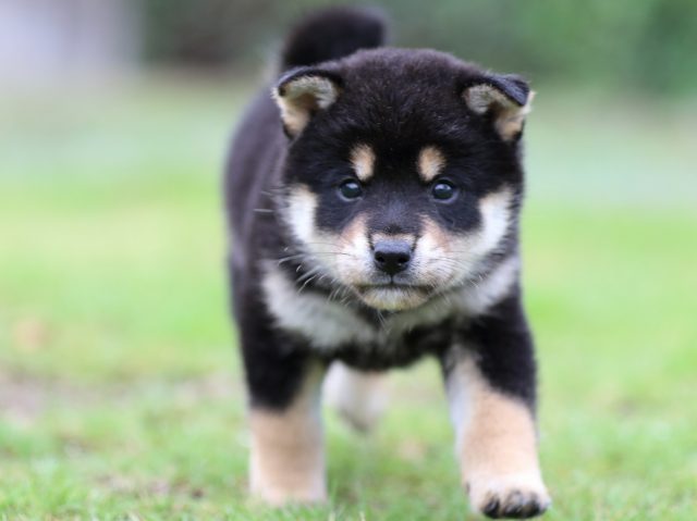 FP5A1551-puppy FP5A1551-puppy
