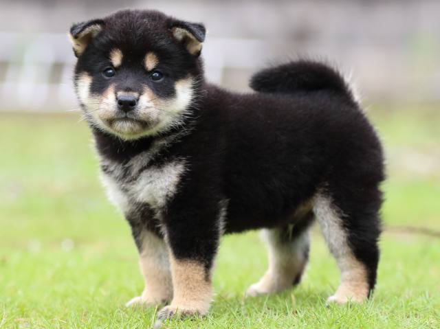 FP5A1584-puppy FP5A1584-puppy