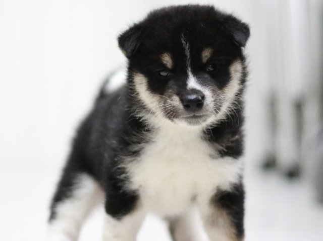 FP5A1609-puppy FP5A1609-puppy