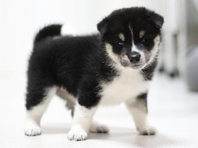 FP5A1622-puppy FP5A1622-puppy