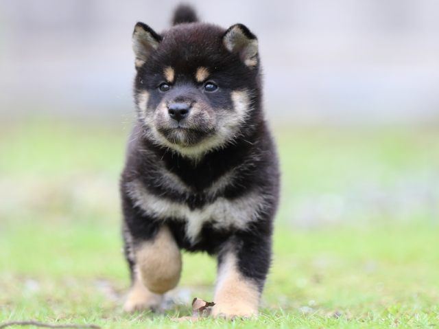 FP5A1628-puppy FP5A1628-puppy