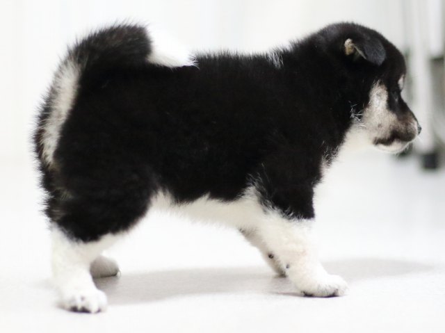 FP5A1644-puppy FP5A1644-puppy