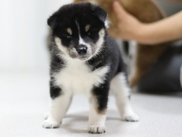 FP5A1647-puppy FP5A1647-puppy