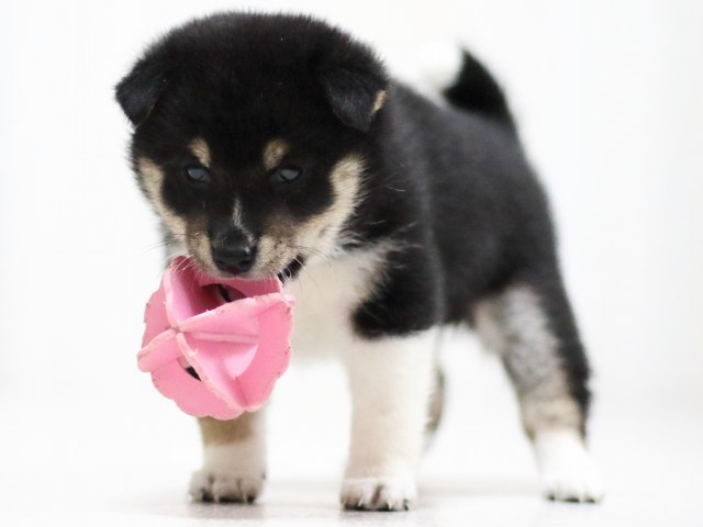 FP5A1657-puppy FP5A1657-puppy