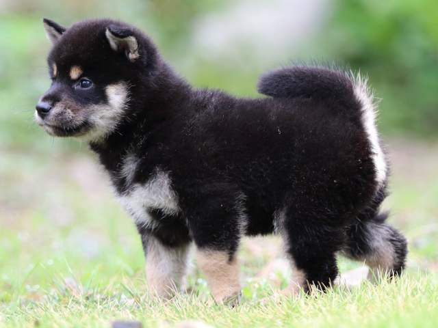 FP5A1658-puppy FP5A1658-puppy