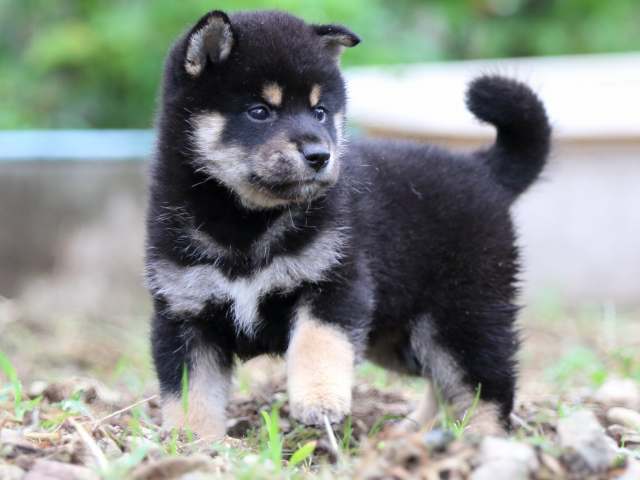 FP5A1678-puppy FP5A1678-puppy