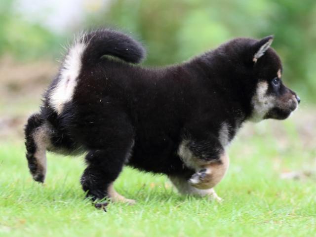 FP5A1691-puppy FP5A1691-puppy