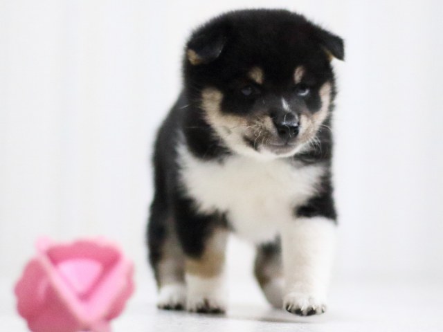 FP5A1702-puppy FP5A1702-puppy
