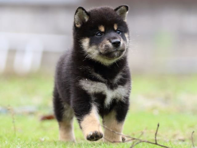 FP5A1706-puppy FP5A1706-puppy