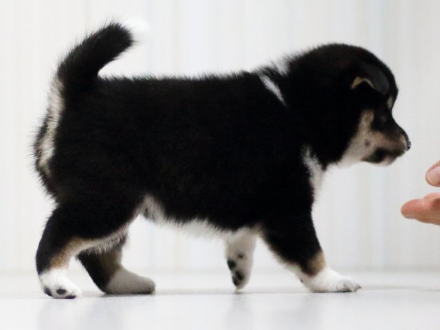 FP5A1710-puppy FP5A1710-puppy