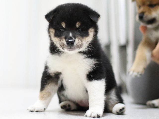 FP5A1751-puppy FP5A1751-puppy