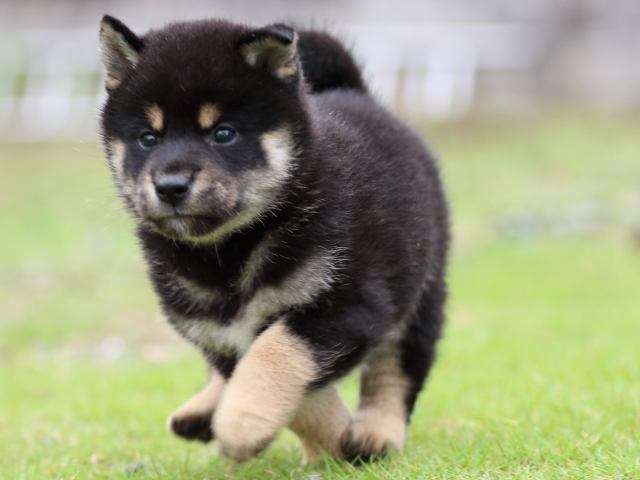 FP5A1759-puppy FP5A1759-puppy