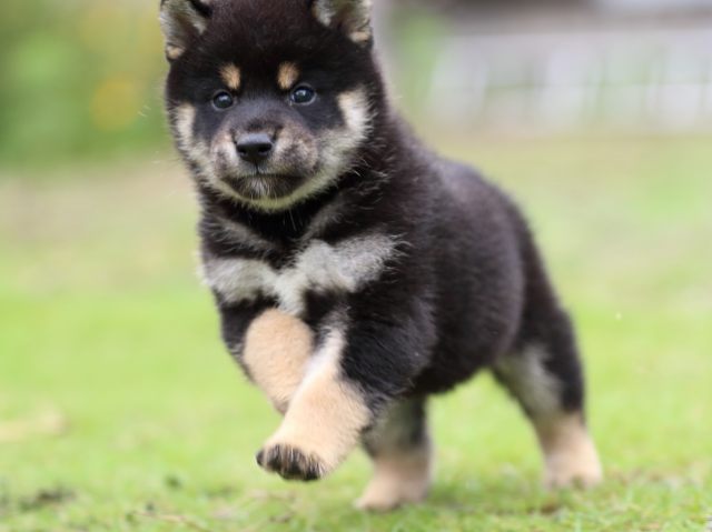 FP5A1762-puppy FP5A1762-puppy