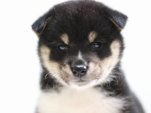 FP5A1764-puppy FP5A1764-puppy