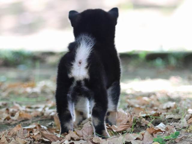 FP5A1799-puppy FP5A1799-puppy