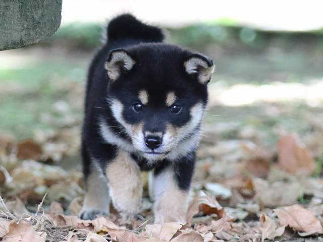 FP5A1806-puppy FP5A1806-puppy