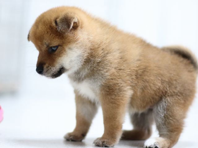 FP5A1827-puppy FP5A1827-puppy