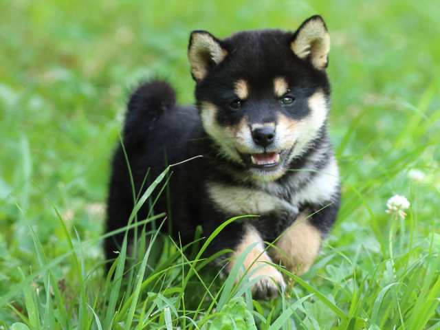 FP5A1830-puppy FP5A1830-puppy