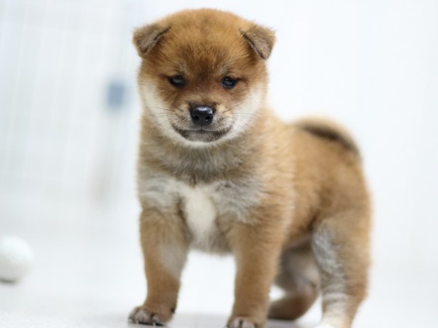 FP5A1836-puppy FP5A1836-puppy