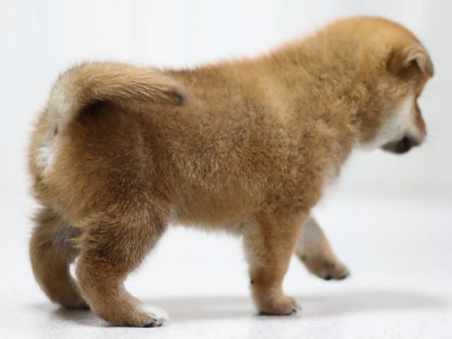 FP5A1844-puppy FP5A1844-puppy