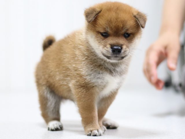 FP5A1860-puppy FP5A1860-puppy