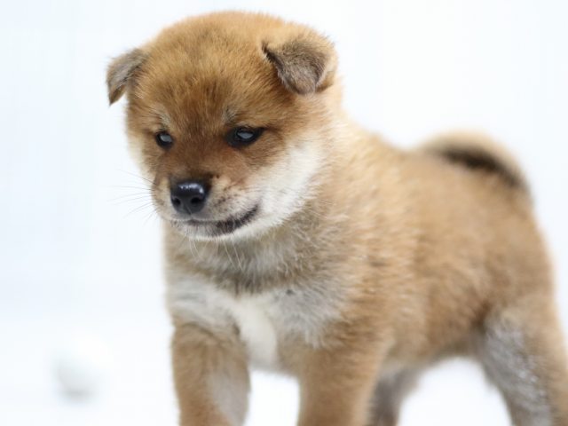FP5A1864-puppy FP5A1864-puppy