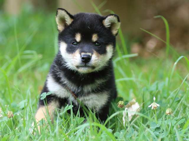FP5A1867-puppy FP5A1867-puppy