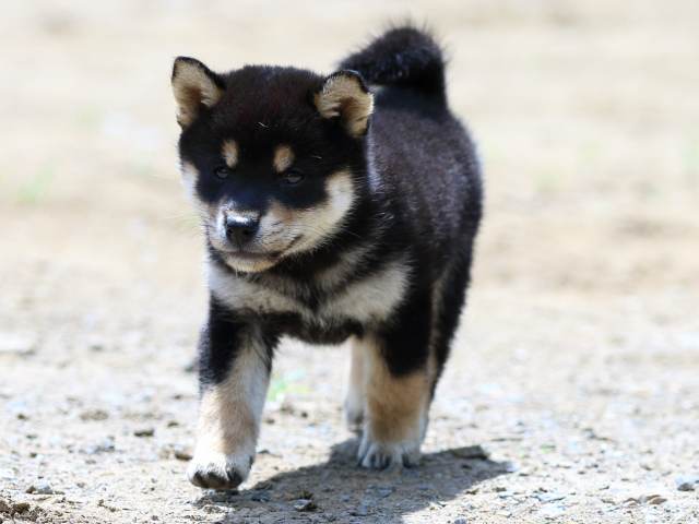 FP5A1902-puppy FP5A1902-puppy