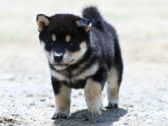 FP5A1903-puppy FP5A1903-puppy