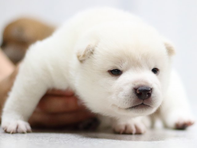 FP5A1991-puppy FP5A1991-puppy