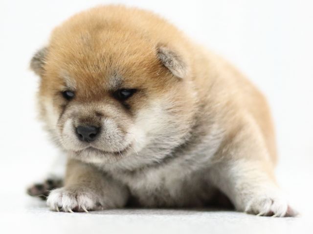 FP5A2005-puppy FP5A2005-puppy