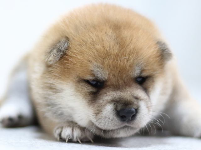 FP5A2028-puppy FP5A2028-puppy