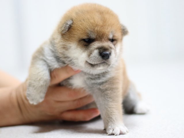 FP5A2042-puppy FP5A2042-puppy