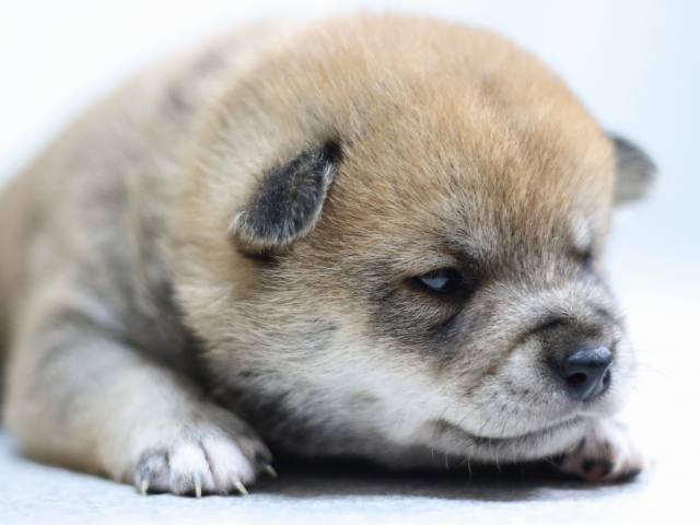 FP5A2068-puppy FP5A2068-puppy