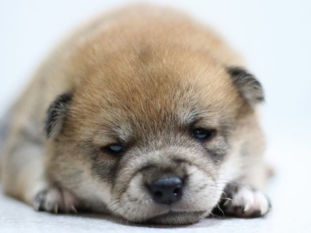 FP5A2078-puppy FP5A2078-puppy