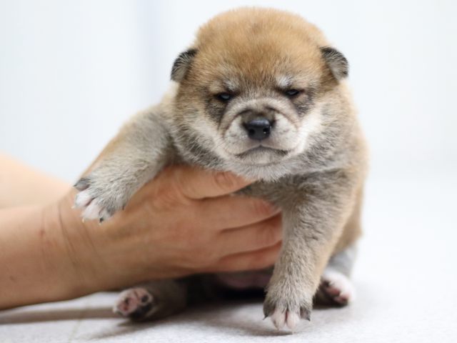 FP5A2091-puppy FP5A2091-puppy