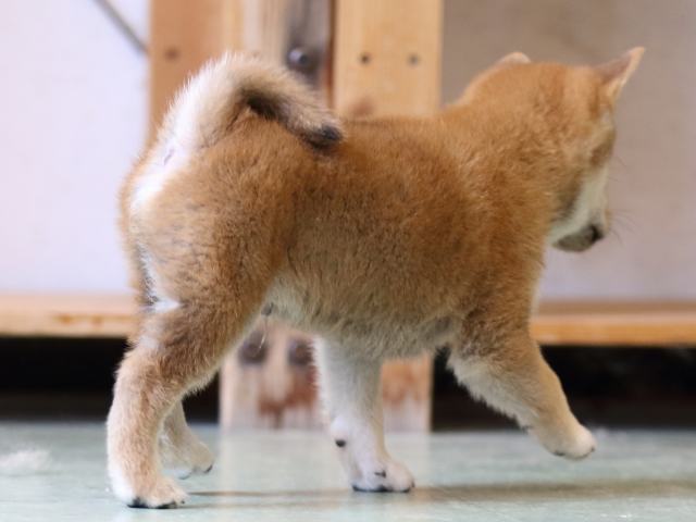 FP5A2322-puppy FP5A2322-puppy