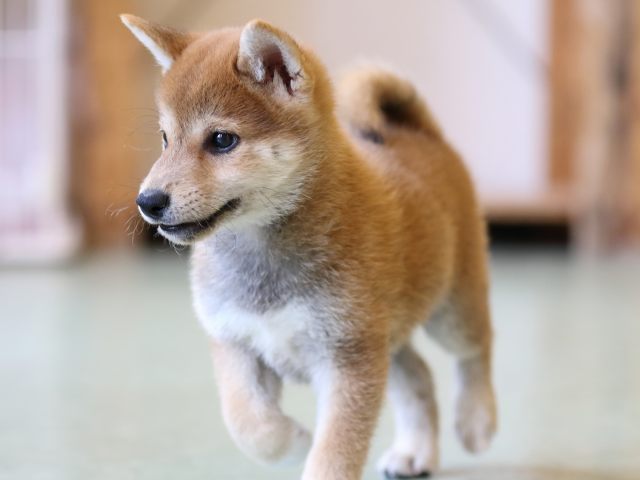FP5A2366-puppy FP5A2366-puppy