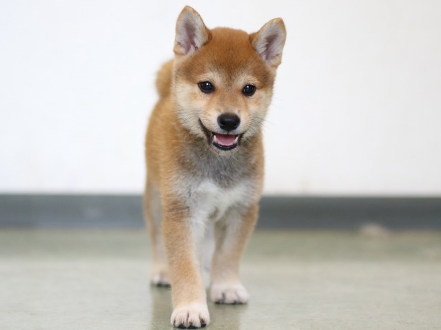 FP5A2409-puppy FP5A2409-puppy