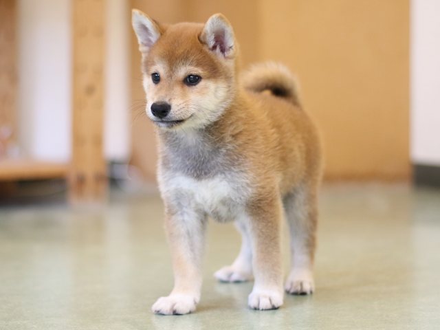 FP5A2432-puppy FP5A2432-puppy