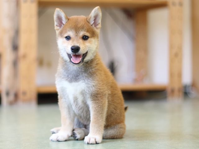 FP5A2454-puppy FP5A2454-puppy